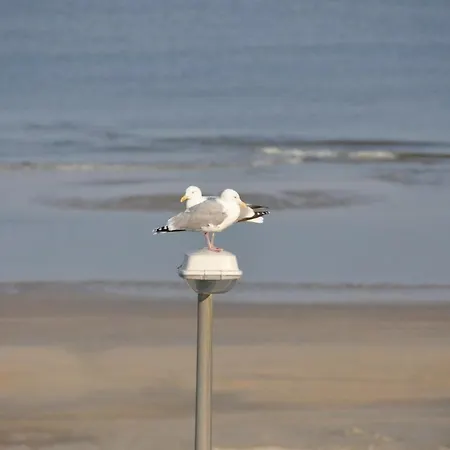 Beautiful Seaview In Apartament Zandvoort